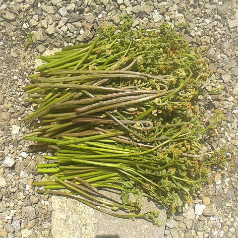 小屋の雪かき部隊は奮闘中、俺は小屋入山に備えトレーニング、近くの里山で初物ゲット。