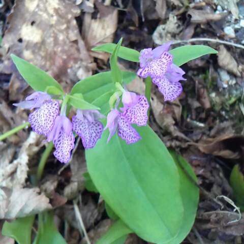 カモメランが咲きだしました。