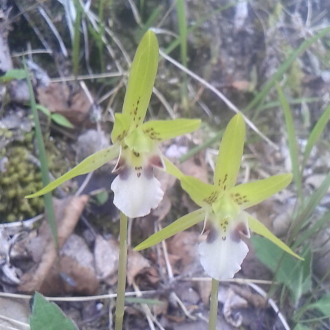 イチヨウランも咲いています。