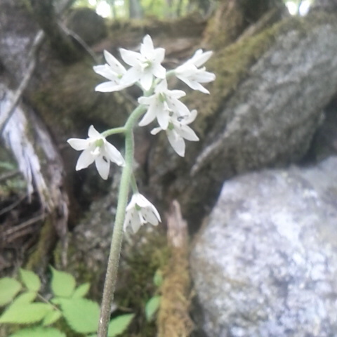 ツバメオモトも綺麗です。