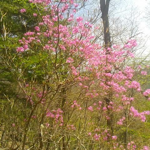 トウゴクミツバツツジも咲いています。