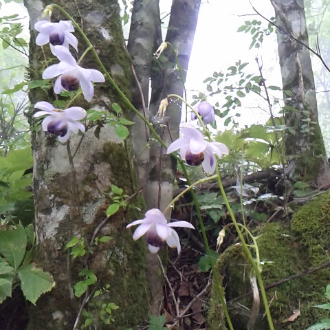 レンゲショウマが御座石温泉から燕頭山コースで咲き始めました。