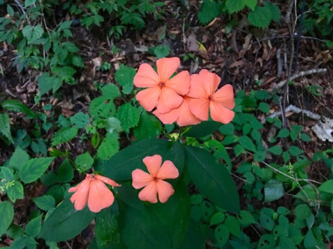 御座石鉱泉にフシグロセンノウ咲いてます by有馬