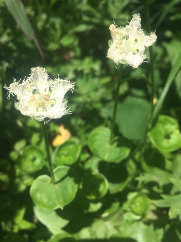 珍しい白髭(しらひげ)の花  byゆい