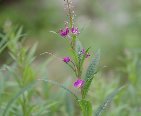 ヤナギラン咲きました  byアオト