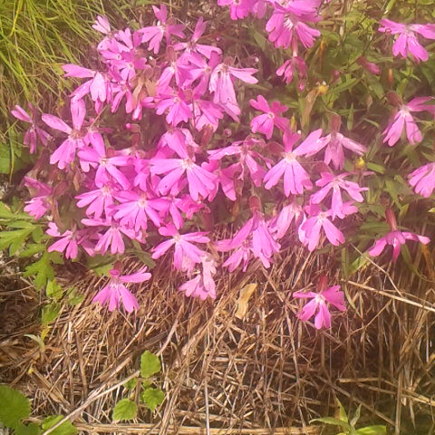 タカネビランジがまだまだ綺麗です。