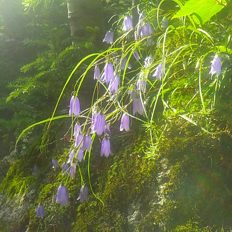 鳳凰小屋の庭のホウオウシャジン