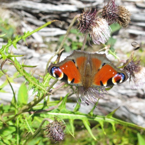 クジャクチョウ、ゴージャスな名前の蝶です  byアオト