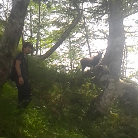 カモシカに遭遇