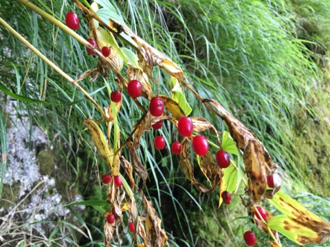 タケシマランの実がなってます by有馬