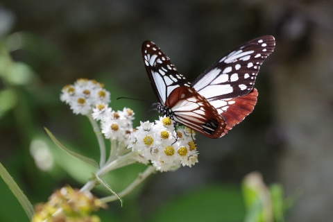 アサギマダラ、旅する蝶です byアオト