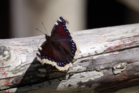 キベリタテハ、気品のある蝶です byアオト