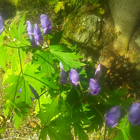 今朝の気温は6 度、曇り空でしたが今晴れて快晴。