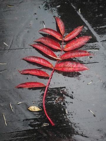 くもり、今朝の気温は9度 byアオト