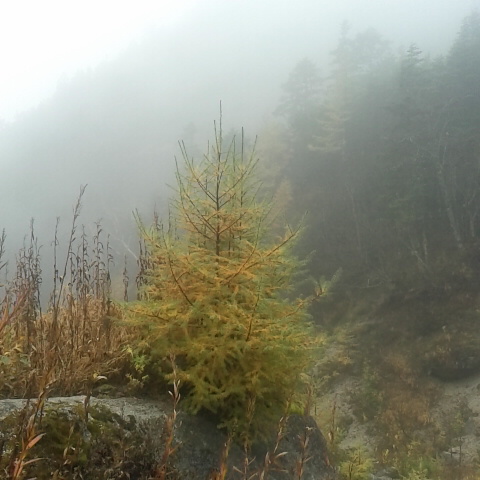 昨日からの雨は大雨でしたが、やっと止んで濃霧です。