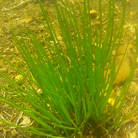 アサツキ、野生の葱の仲間です。6 月頃に紫色の綺麗な花を咲かせます。