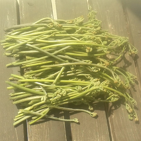 初物、隣の家からワラビをいただきました。