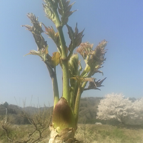 タラノメを収穫しました。