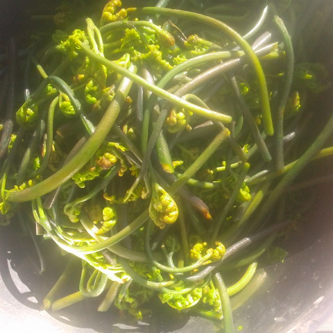 今朝の鳳凰三山はしぐれて新雪で真っ白に見えます。昨日採れたワラビをあく抜きして今朝の食卓に出ます。