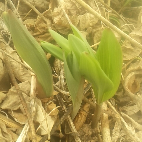 山菜、アマドコロが旬です。