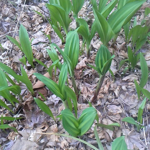 ギョウジャニンニクです。