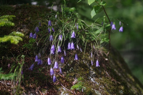 今朝は気温13℃。ホウオウシャジンはじめ、夏の花々が見頃です。